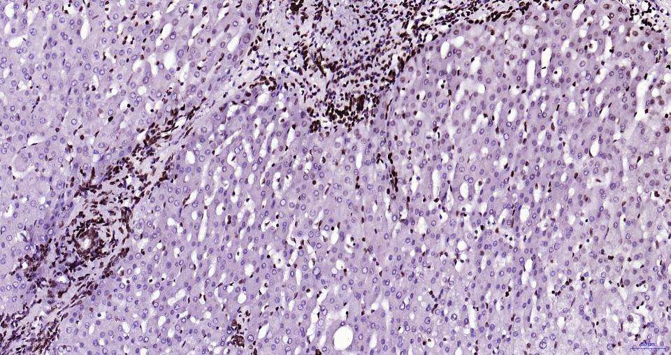 组蛋白H3(核内参)重组兔单抗