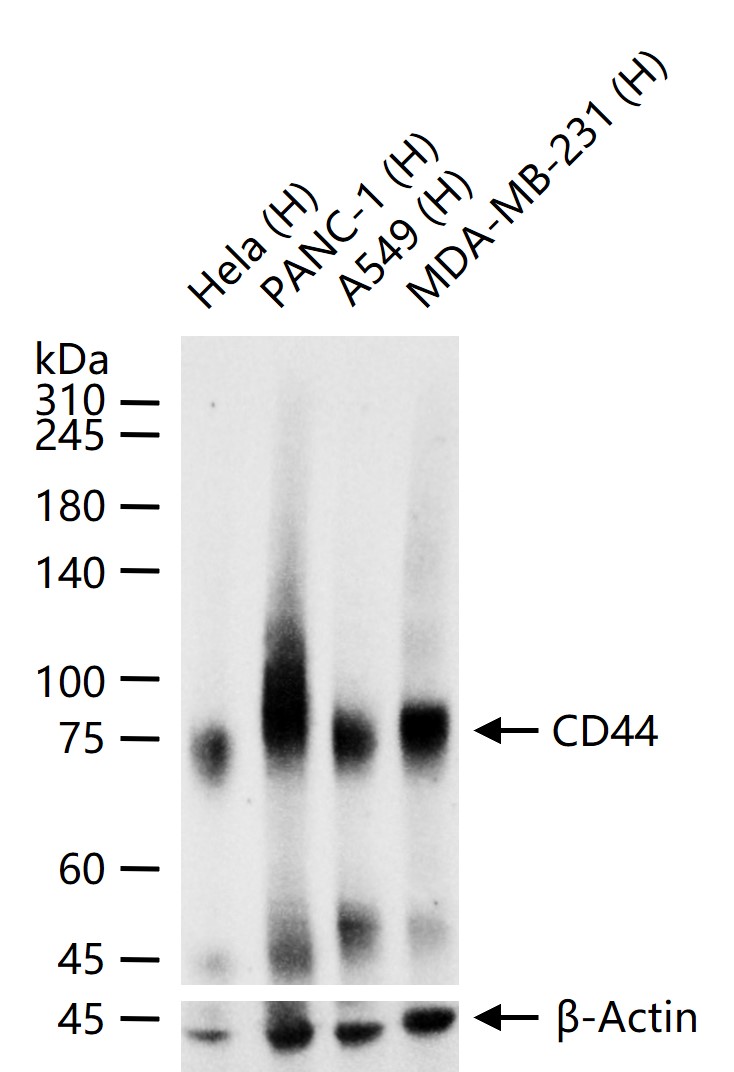 CD44 Mouse mAb (一抗) - WB,IHC-P,IHC-F,IF,Flow-Cyt,ICC/IF | Bioss