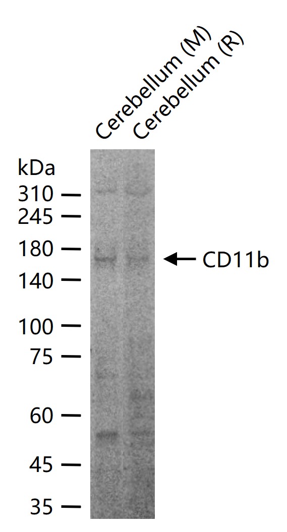 CD11b Rabbit pAb (一抗) | Bioss