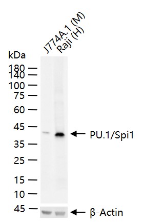 造血转录因子PU.1重组兔单抗