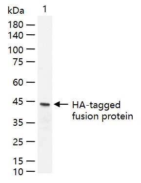 HA tag（标签）重组兔单抗