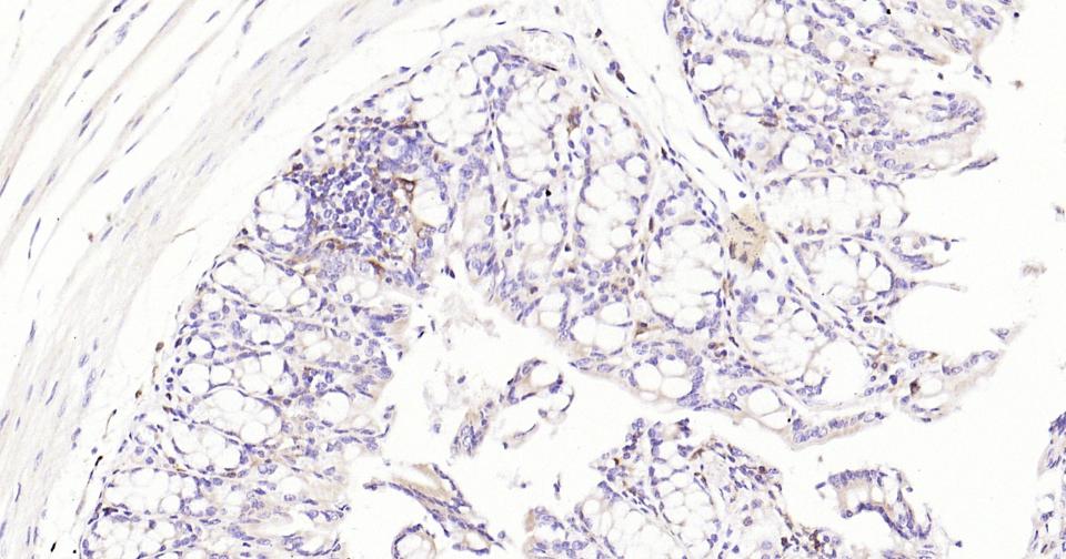 整合素αM/巨噬细胞表面分子重组兔单抗