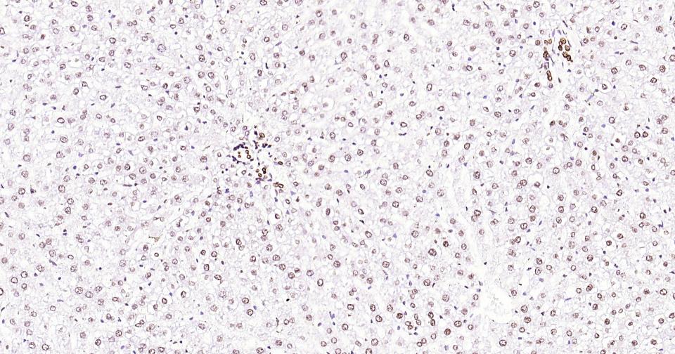 组蛋白H3(核内参)单克隆抗体-bsm-33042M