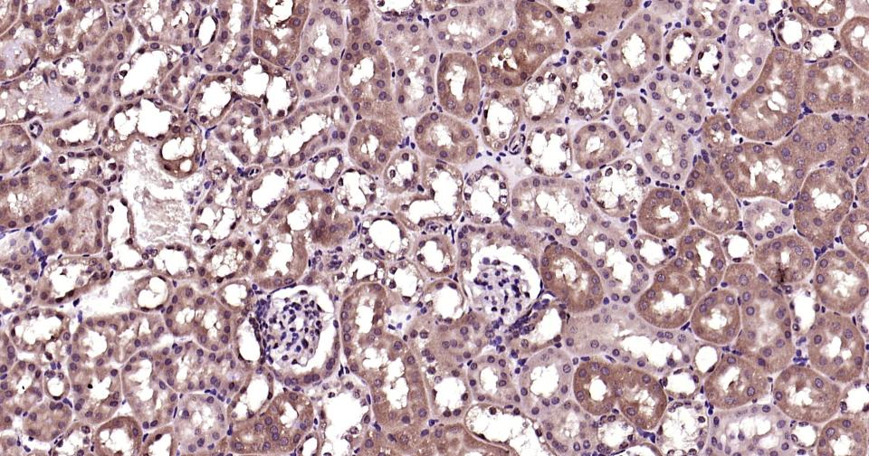 泛素蛋白(K48-linkage)重组兔单抗