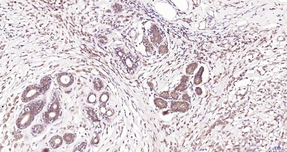 谷胱甘肽过氧化酶4重组兔单抗