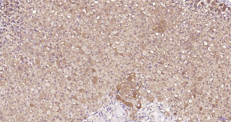 谷胱甘肽过氧化酶4重组兔单抗