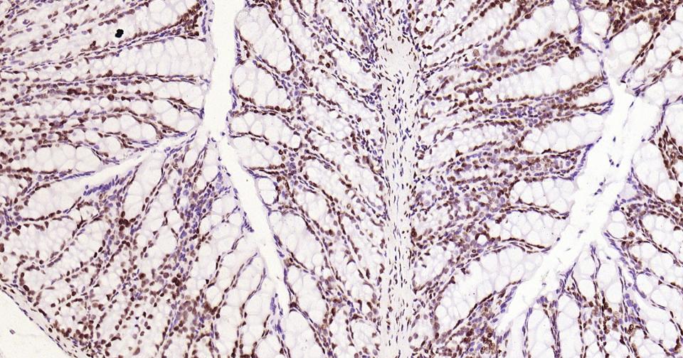 组蛋白H3(核内参)单克隆抗体-bsm-33042M