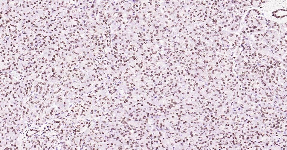 组蛋白H3(核内参)单克隆抗体-bsm-33042M