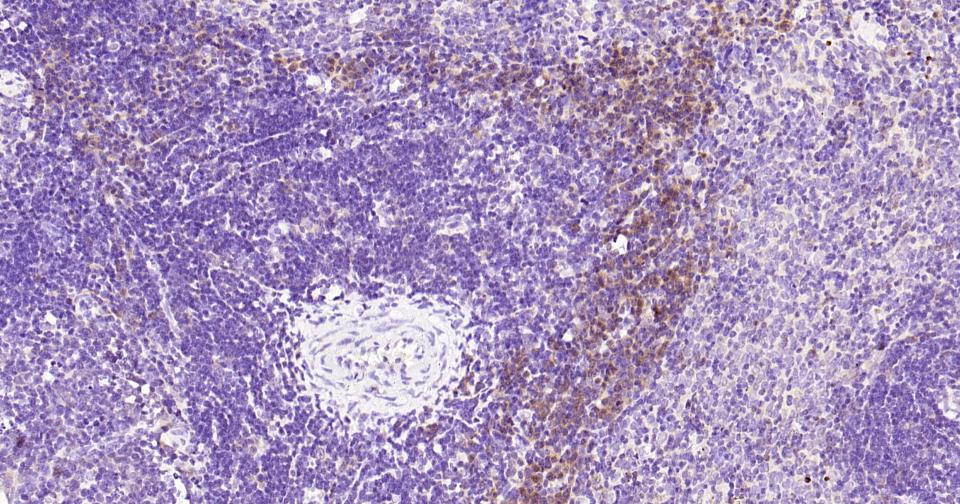 整合素αM/巨噬细胞表面分子重组兔单抗
