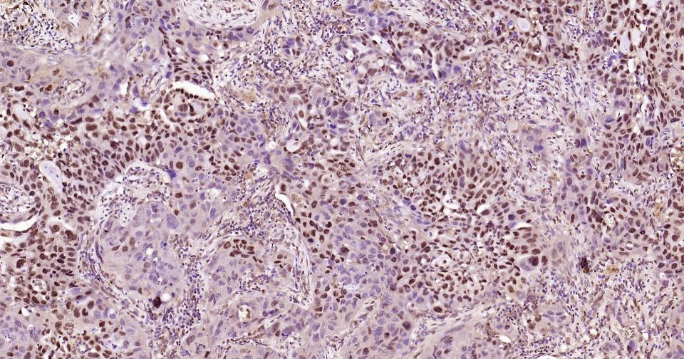 磷酸化CREB-1重组兔单抗
