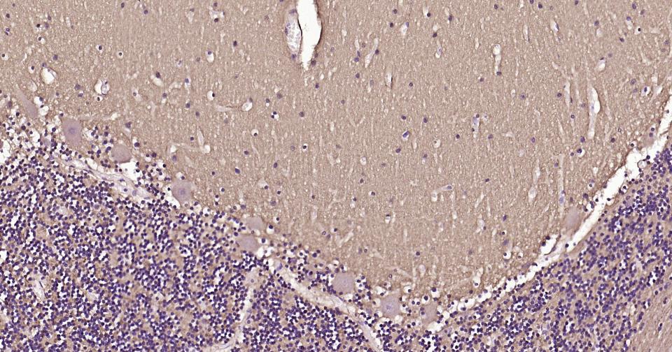 神经生长相关蛋白43重组兔单克隆抗体