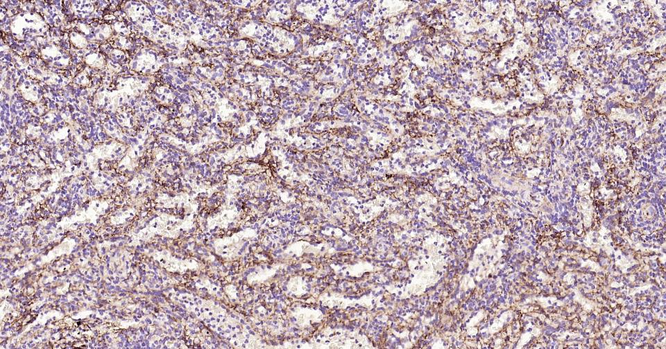 CD105抗体-bsm-41201M