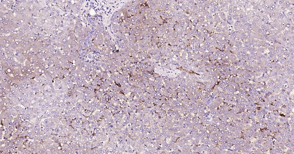 CD105抗体-bsm-41201M