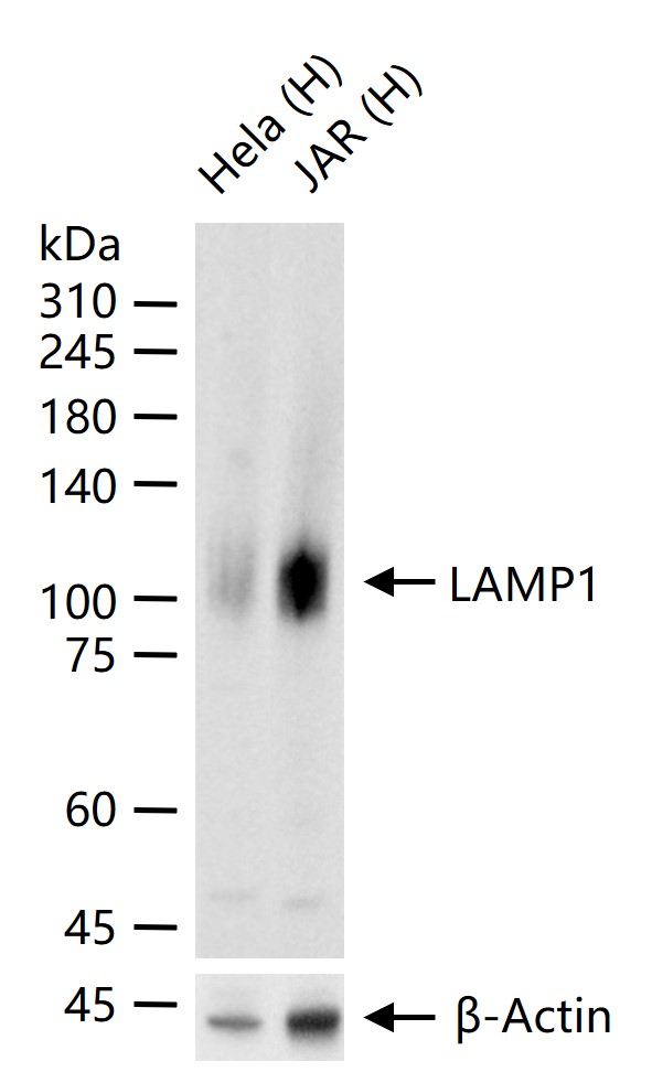 溶酶体相关膜蛋白1(CD107)重组兔单抗