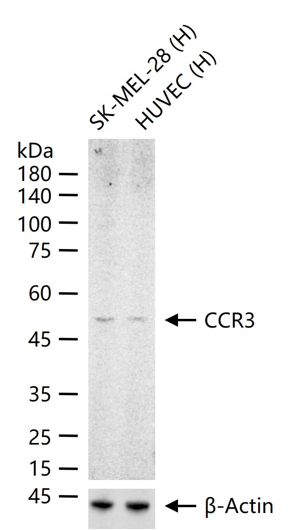 细胞表面趋化因子受体3重组兔单抗