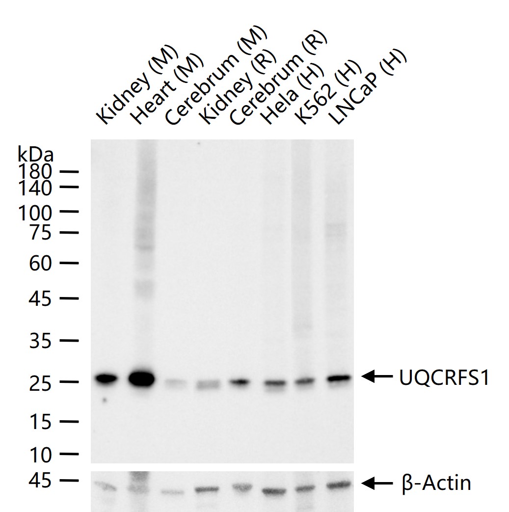 质子梯度调节蛋白1重组兔单克隆抗体