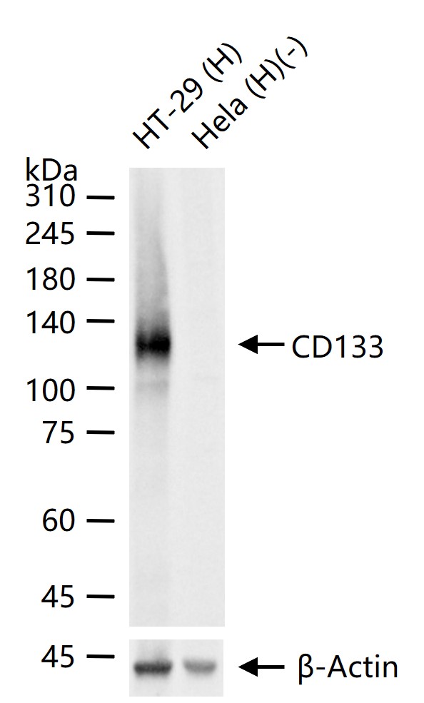 造血干细胞抗原CD133重组兔单抗