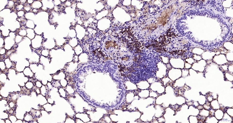 辣根过氧化物酶标记的羊抗大鼠IgG H&L