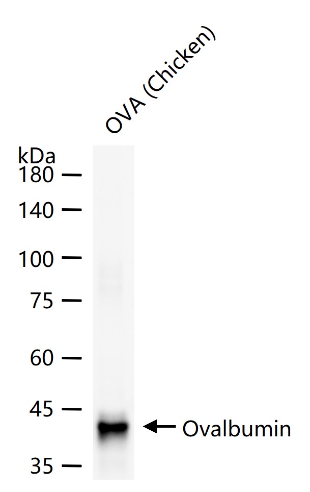 鸡卵白蛋白/卵清蛋白抗体