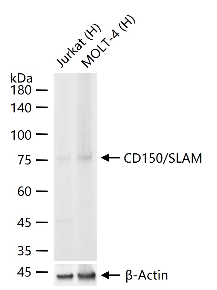 CD150/SLAM Recombinant Rabbit mAb (一抗) - WB,Flow-Cyt,IP | Bioss