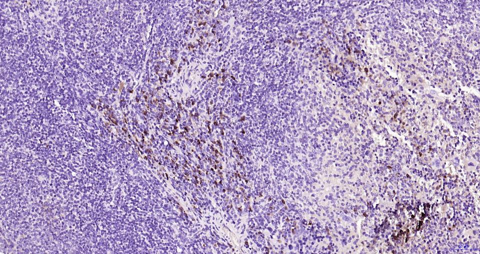 辣根过氧化物酶标记的羊抗大鼠IgG H&L