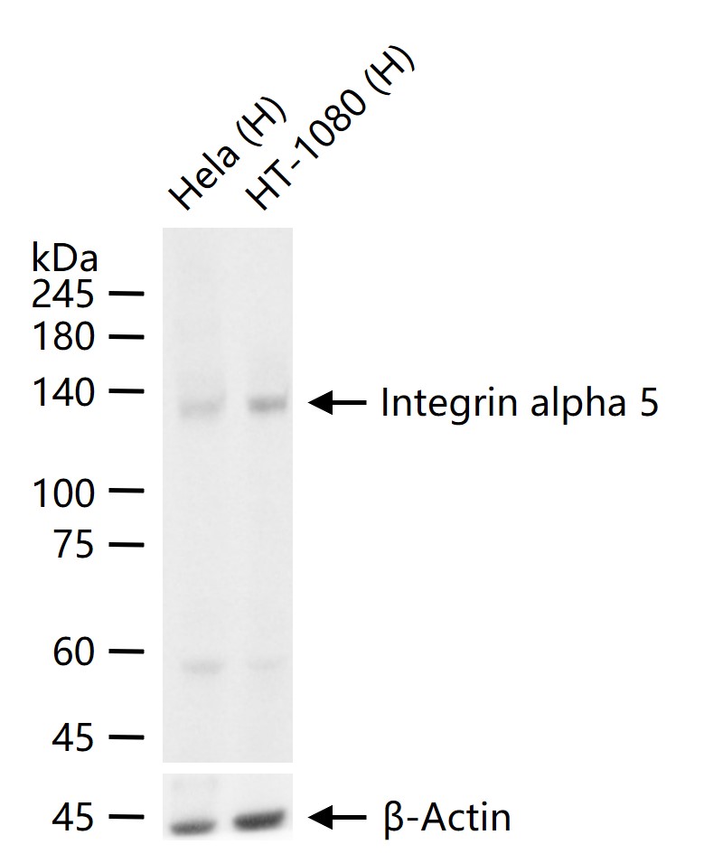 整合素α5（CD49e）重组兔单抗