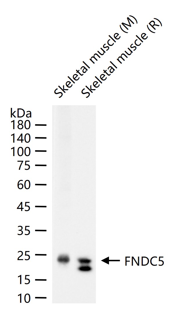 FNDC5重组兔单抗