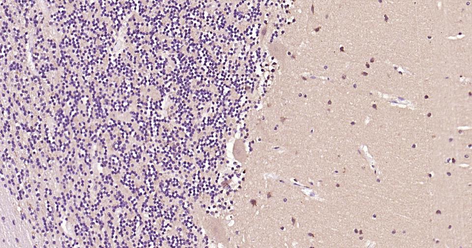 神经干细胞RNA结合蛋白Musashi1重组兔单抗