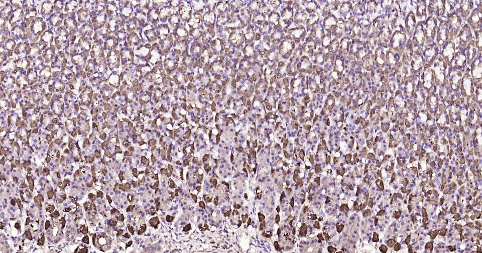 核因子κB抑制蛋白α重组兔单抗
