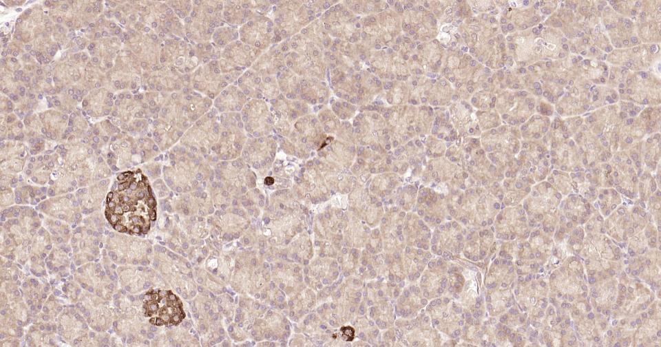 信号转导和转录激活因子3重组兔单抗