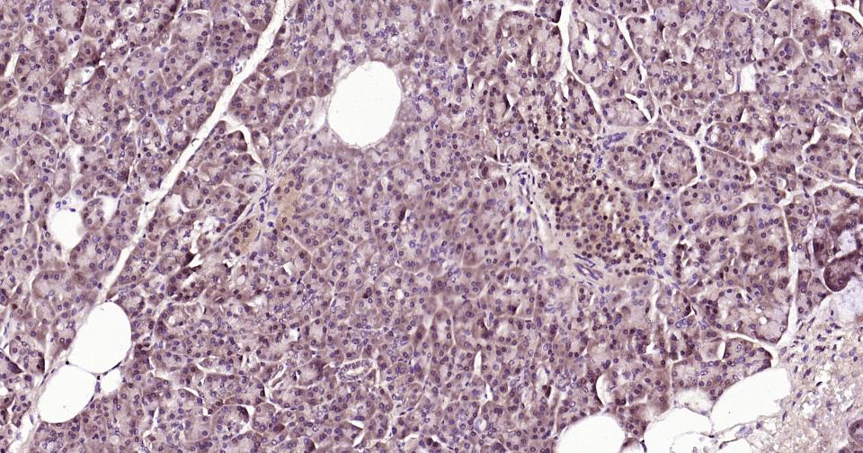 神经干细胞RNA结合蛋白Musashi1重组兔单抗