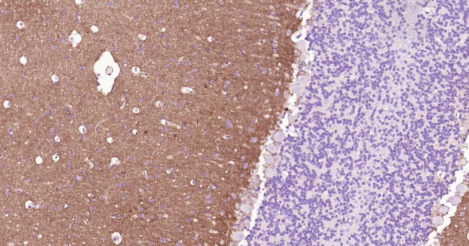 胶质细胞谷氨酸运载蛋白1重组兔单抗