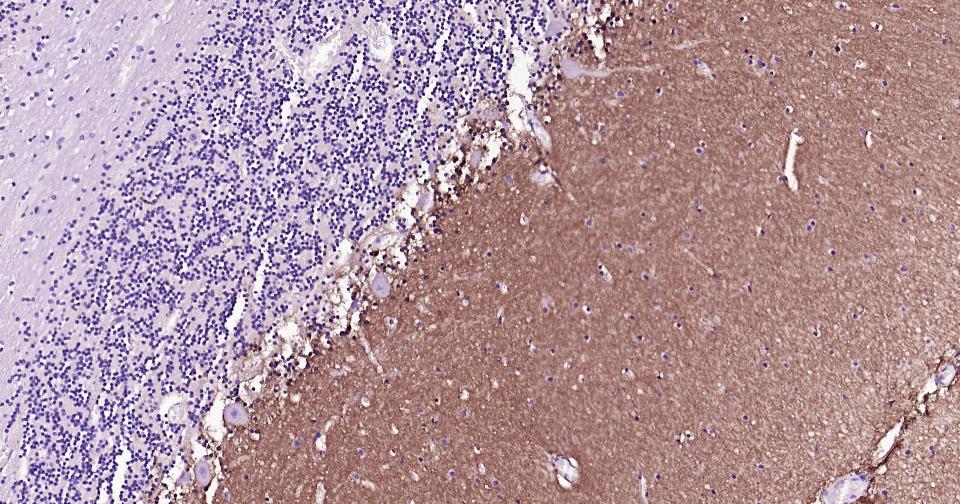 胶质细胞谷氨酸运载蛋白1重组兔单抗