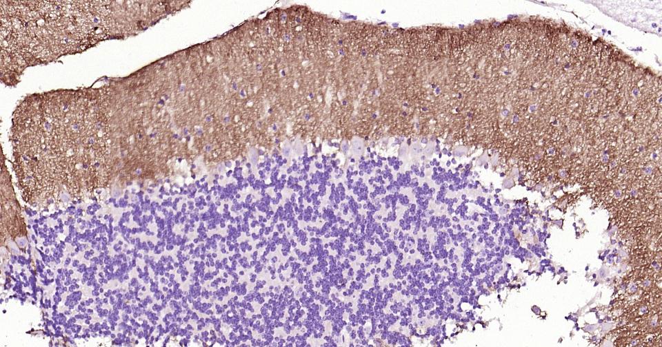 胶质细胞谷氨酸运载蛋白1重组兔单抗