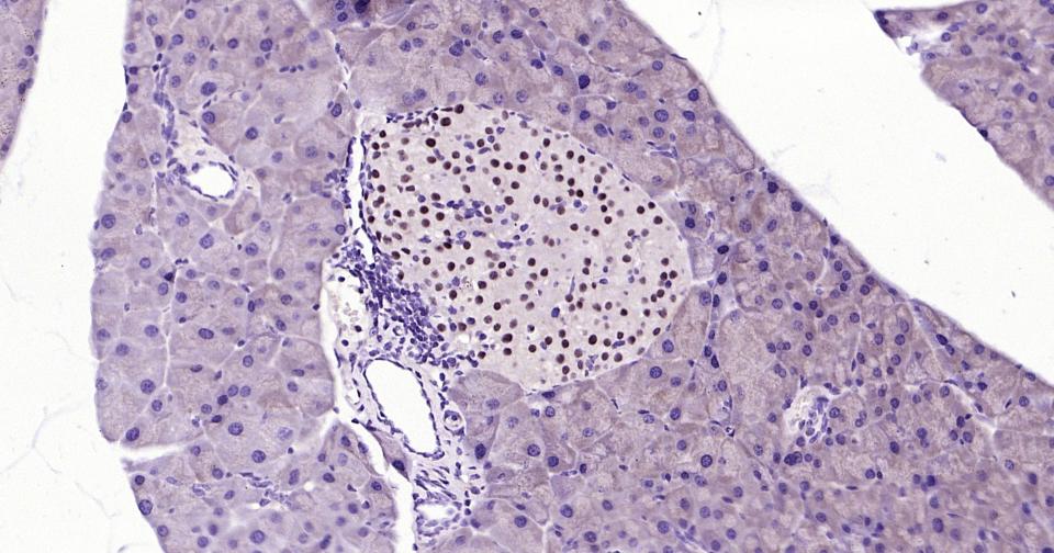 转录因子Pax6重组兔单抗