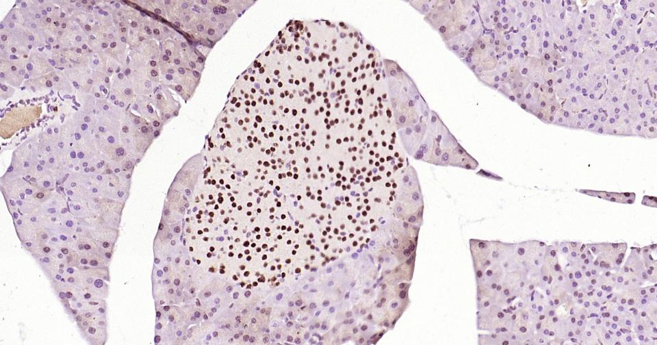 胰岛素基因增强结合蛋白1重组兔单抗