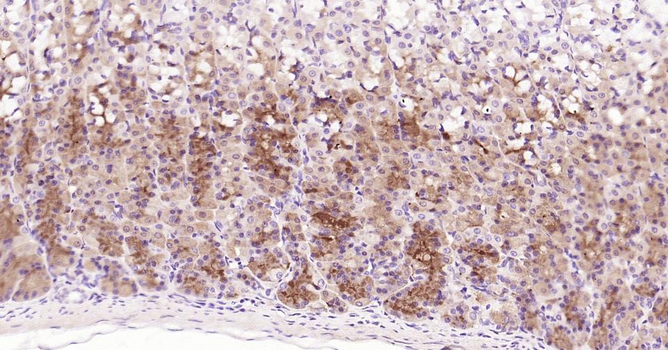 跨膜受体蛋白Notch-1重组兔单抗