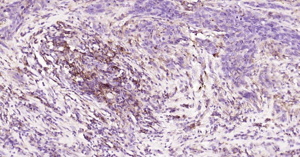 CD44抗体重组兔单抗