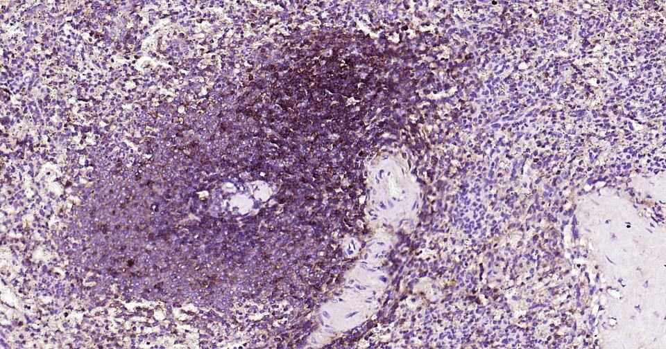 CD44抗体重组兔单抗