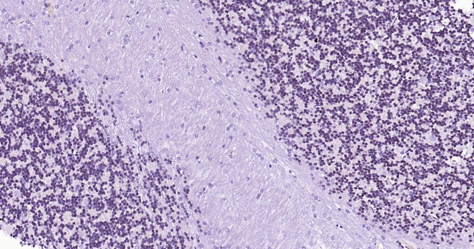 转录因子Pax6重组兔单抗