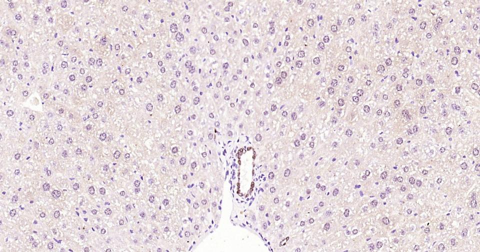 转录因子SOX9蛋白重组兔单抗