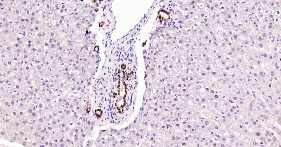 转录因子SOX9蛋白重组兔单抗