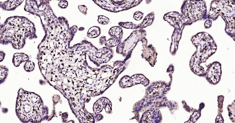 转录因子HES-1重组兔单抗-bsm-52568R