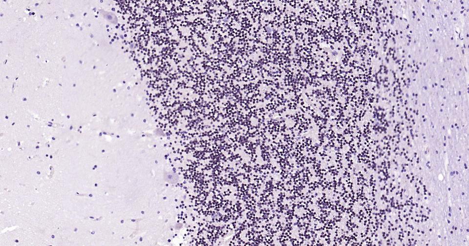 转录因子Pax6重组兔单抗