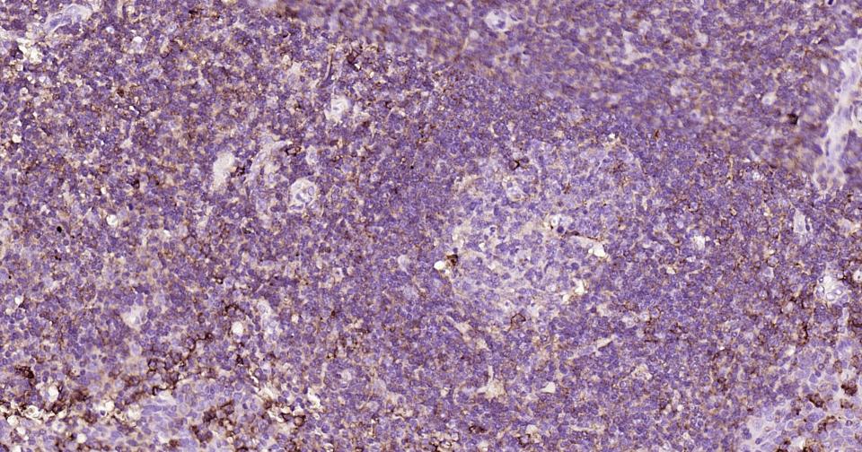 CD44抗体重组兔单抗