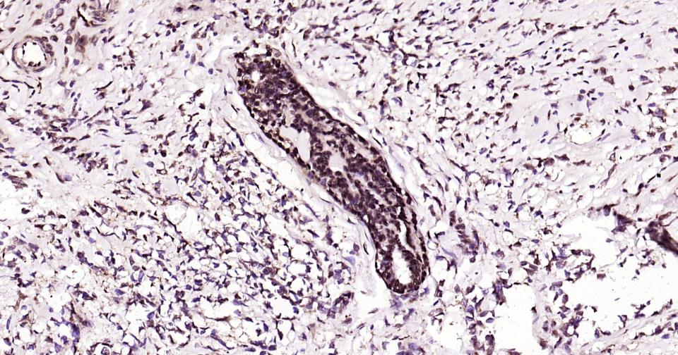 转录因子HES-1重组兔单抗-bsm-52568R