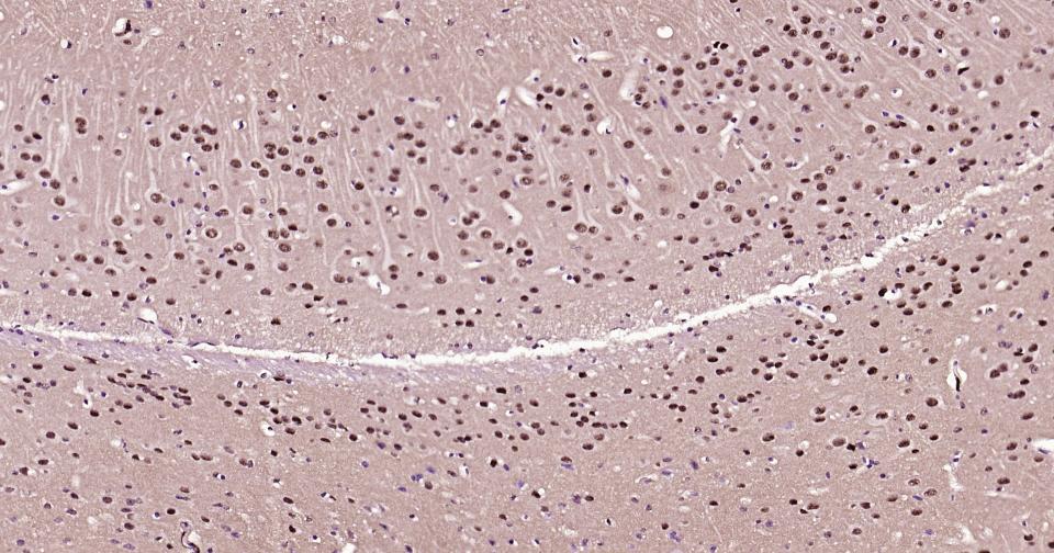转录因子HES-1重组兔单抗-bsm-52568R