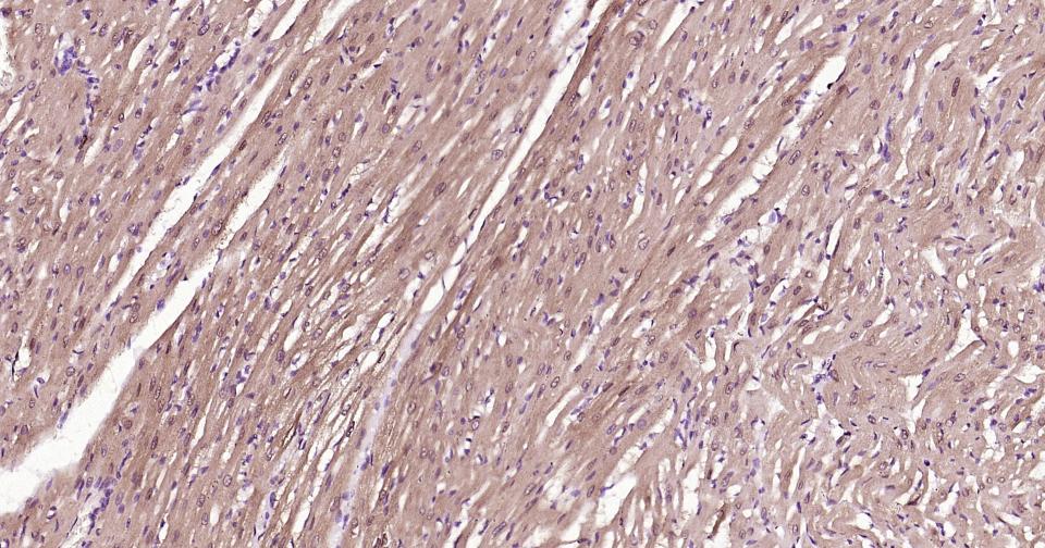 S100A1重组兔单抗-bsm-63045R