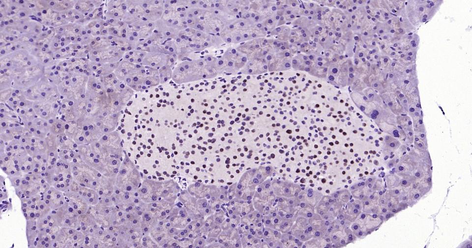 转录因子Pax6重组兔单抗