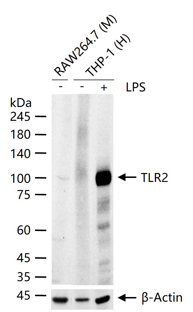 Toll样受体2（CD282）抗体